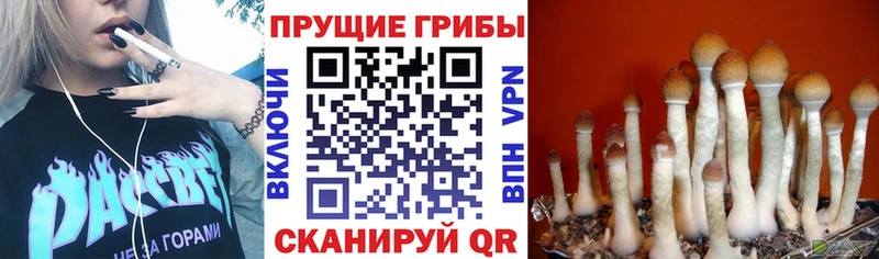 даркнет какой сайт  продажа наркотиков  Нахабино  Галлюциногенные грибы Magic Shrooms 